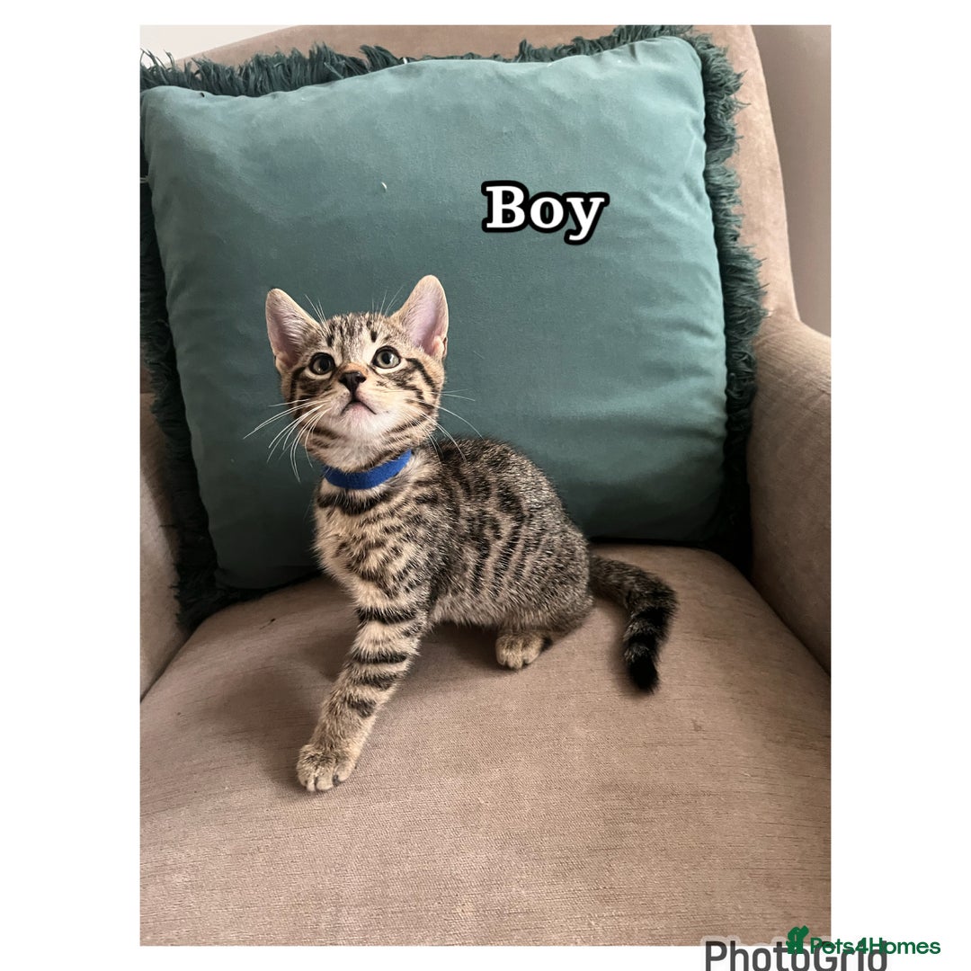 Mixed Breed cats for sale: 6 kittens  - Image 6