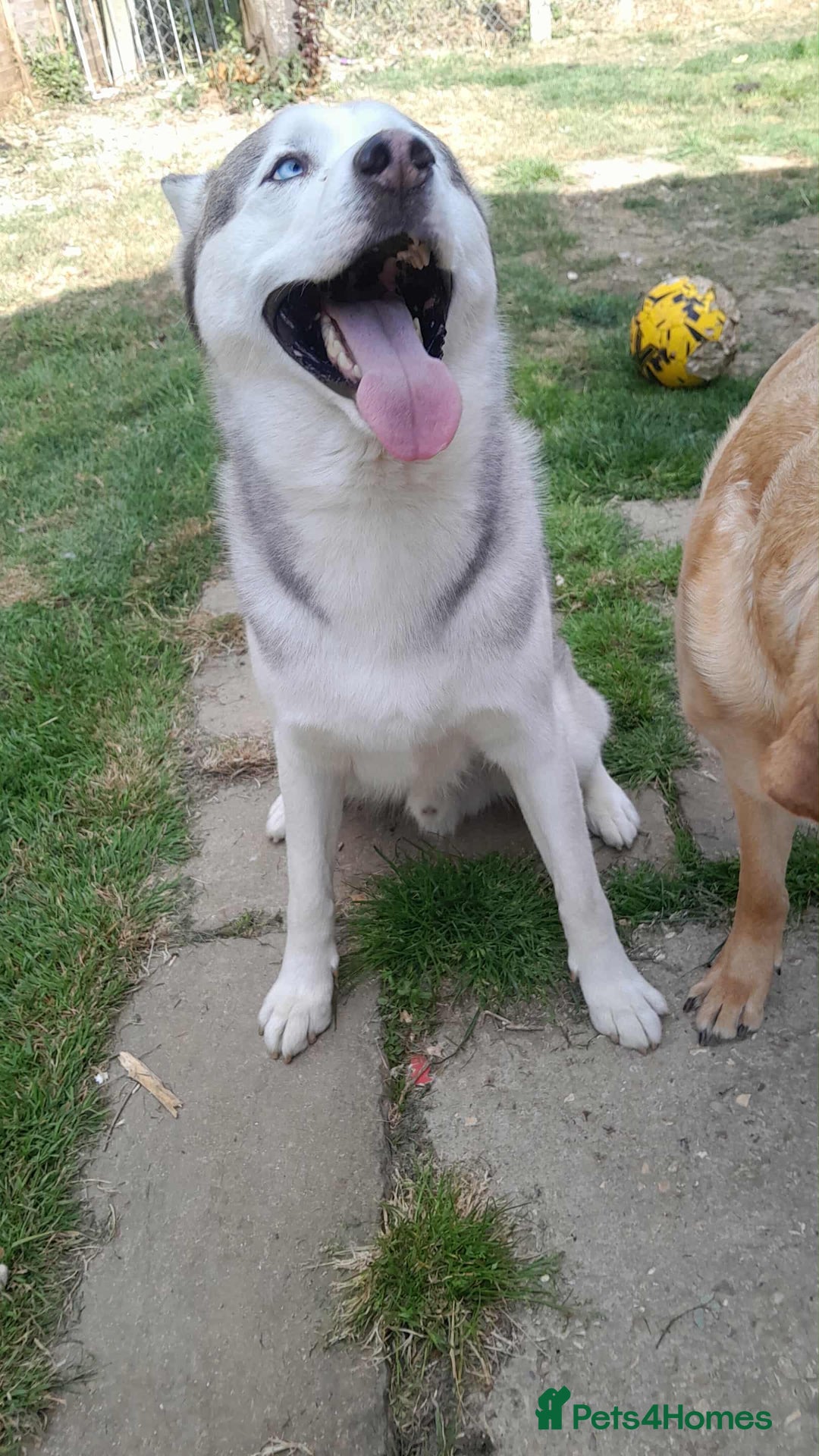 Mixed Breed dogs for sale: 6 month old siberian husky x labrador male - Image 5