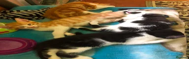 Mixed Breed 4
