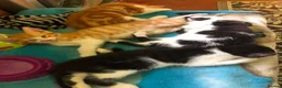 Mixed Breed cats for sale: Beautiful kittens ready for their forever homes  - Advert 13