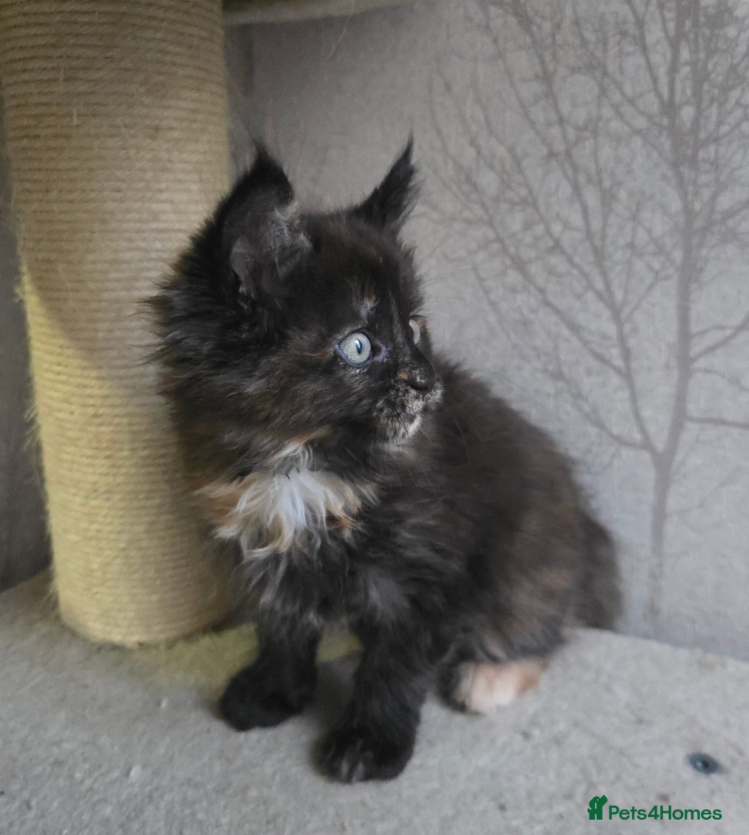 Maine Coon cats for sale: Amazing Large Purebred Maine Coon Kittens - Advert 3