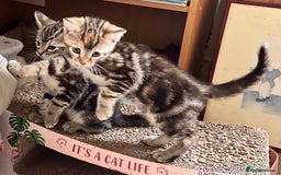 Mixed Breed cats for sale: Adorable bengal & tabby mix kittens - Image 6
