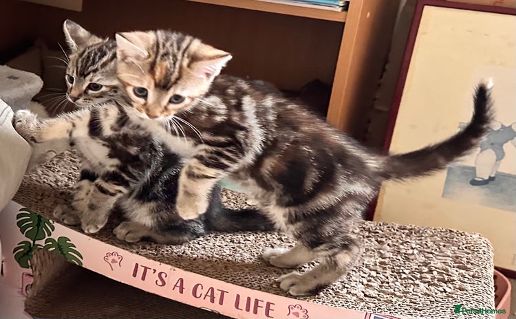 Mixed Breed cats - Advert 2