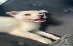 Siberian Husky dogs for sale: Husky for sale - Image 6