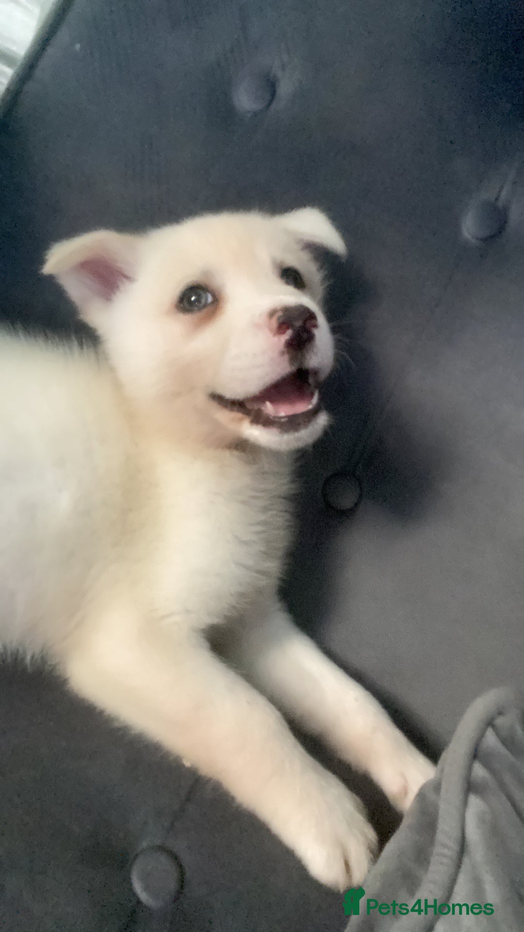 Siberian Husky dogs for sale: Husky for sale - Image 6