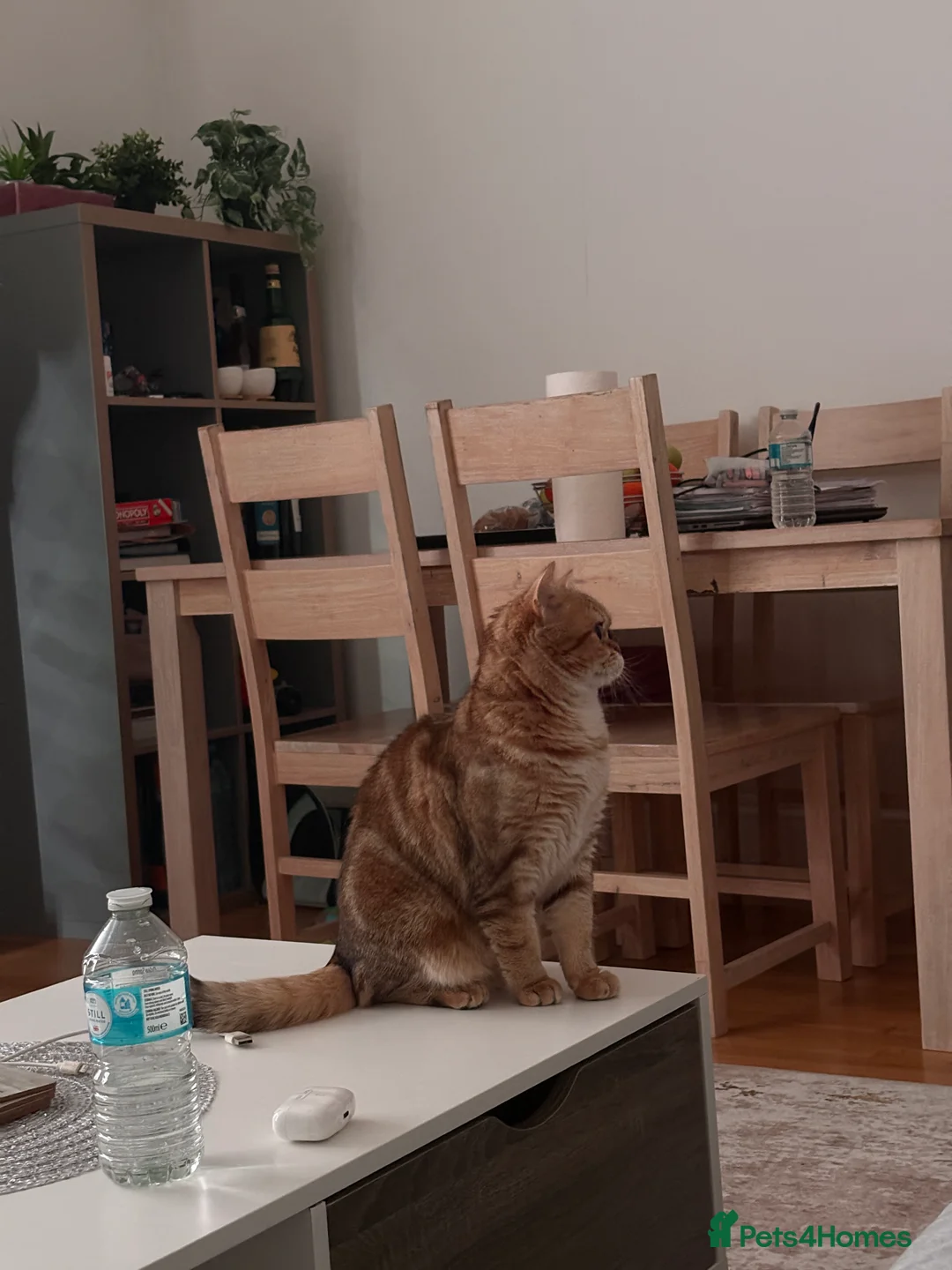 Scottish Fold cats for sale: Scottish fold x russian blue - Advert 3