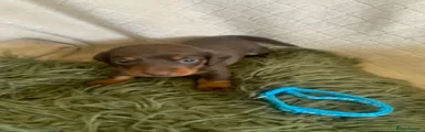 Dachshund Puppy 5