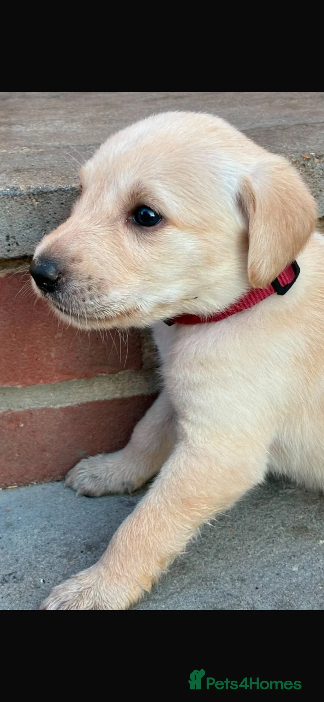 Labrador Retriever dogs for sale: Beautiful Labrador retriever puppies in Reading  - Advert 7
