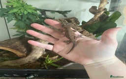 Gecko reptiles for sale: Gargoyle Geko and tank - Image 3