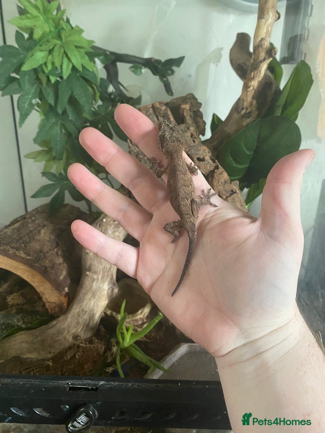 Gecko reptiles for sale: Gargoyle Geko and tank - Image 3