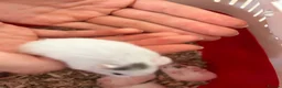 Hamster rodents for sale: Roborovski babies show winning parents - Advert 4