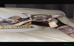 French Bulldog dogs for sale: French Bulldog puppies for sale - Image 13