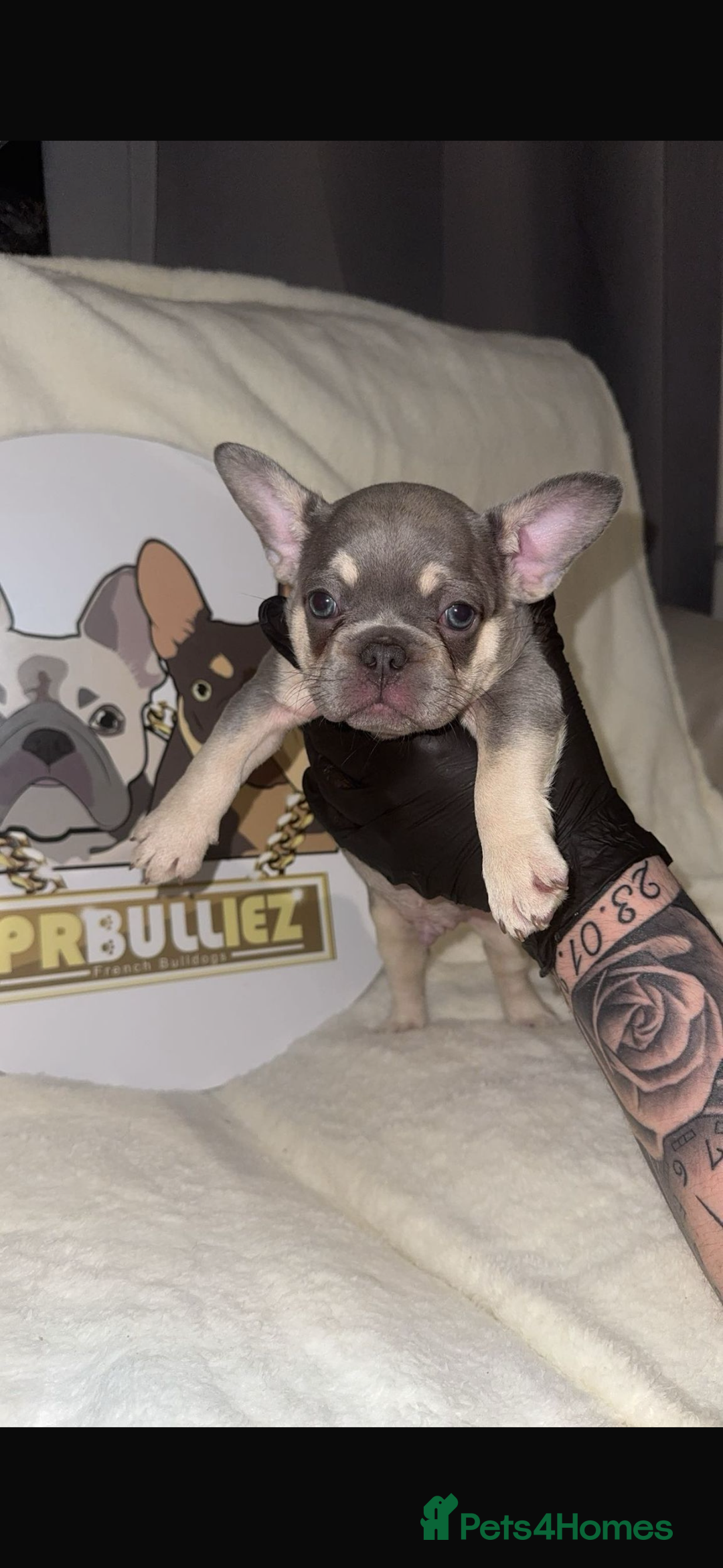 French Bulldog dogs for sale: French Bulldog puppies for sale - Image 13