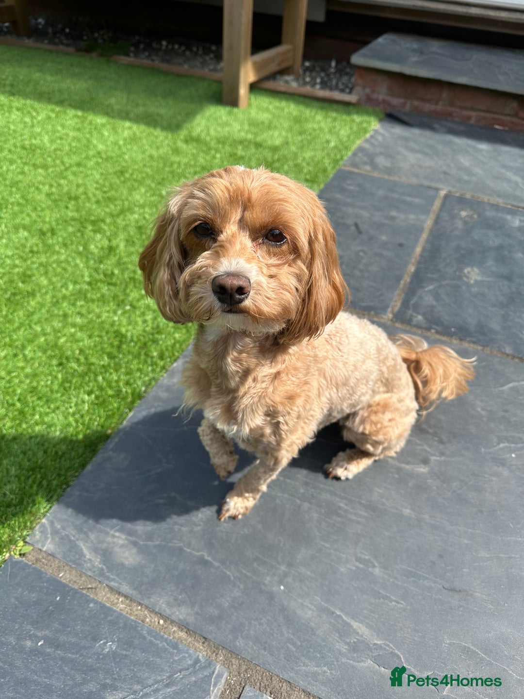 Maltipoo dogs for sale: 🐾 F1b Maltipoo Puppies – Ready Early January 🐾 - Advert 1