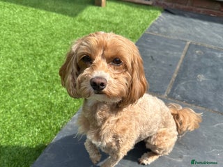 Maltipoo dogs 🐾 F1b Maltipoo Puppies – Ready Early January 🐾 - Advert 1