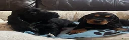 Cocker Spaniel dogs for sale: Stunning show type cocker spaniel puppies  - Advert 6