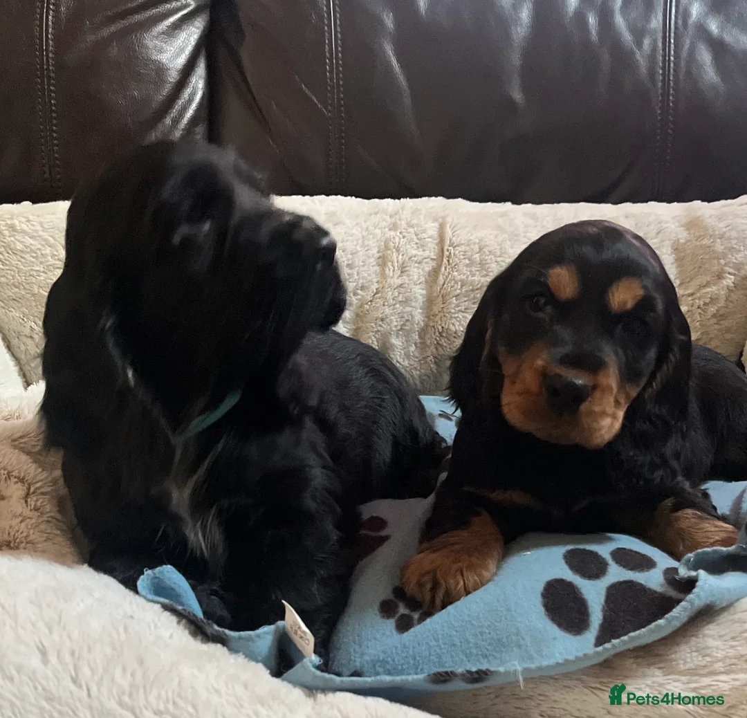 Cocker Spaniel dogs for sale: Stunning show type cocker spaniel puppies  - Advert 6