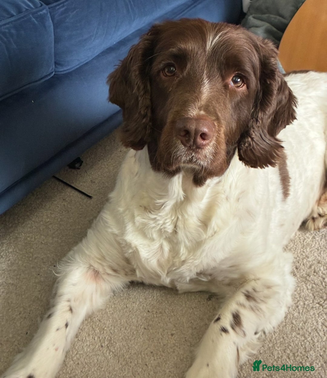 English Springer Spaniel dogs for adoption: Child friendly Charlie wants a new forever home - Advert 3