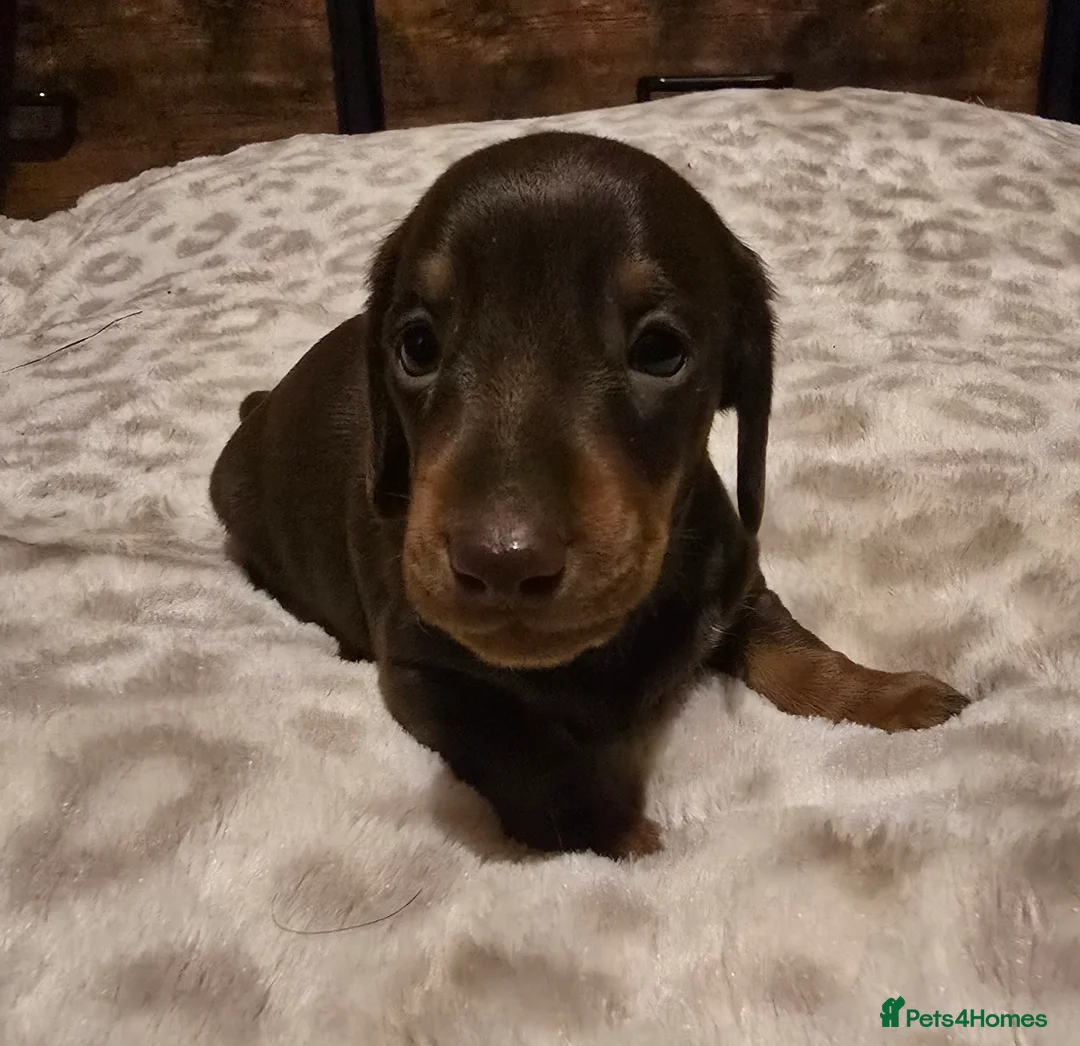 Miniature Dachshund dogs for sale: Kc reg miniature dachshunds puppies  - Advert 10