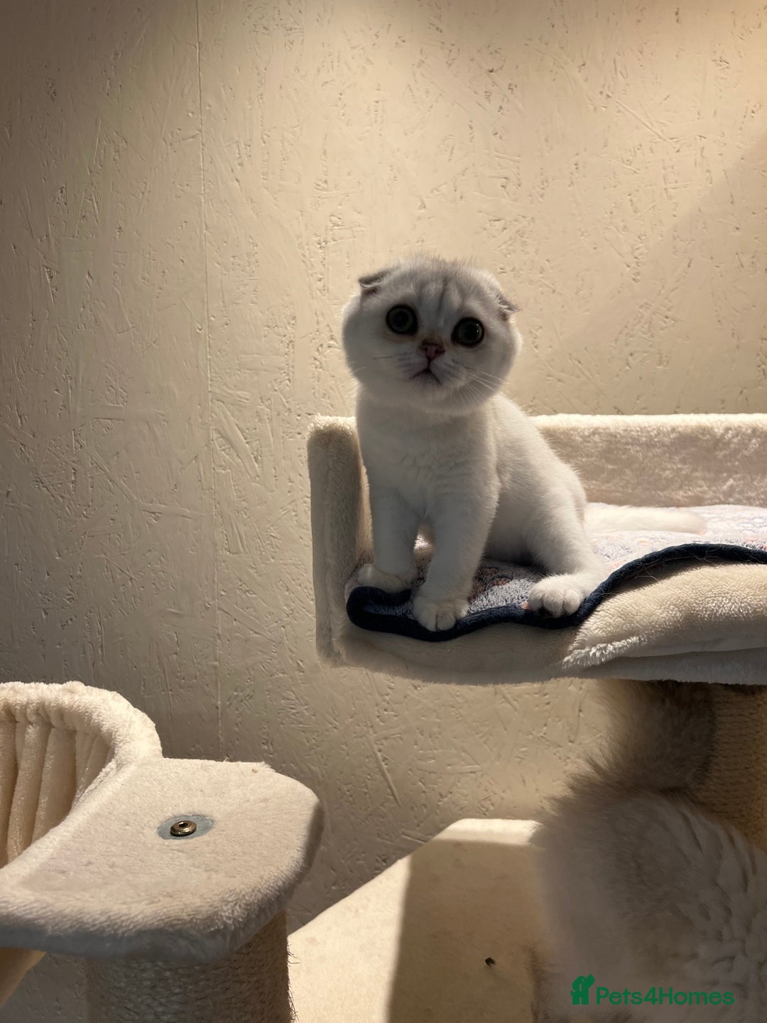 Scottish Fold cats for sale: Scottish Kittens – Fold & Straight – Ready Now - Image 11