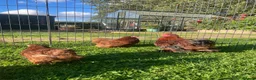 Chickens poultry for sale: Pekin Bantam Pullets - Advert 7