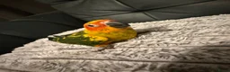 Conures birds for sale: Selling handreared baby sun conures  - Advert 7