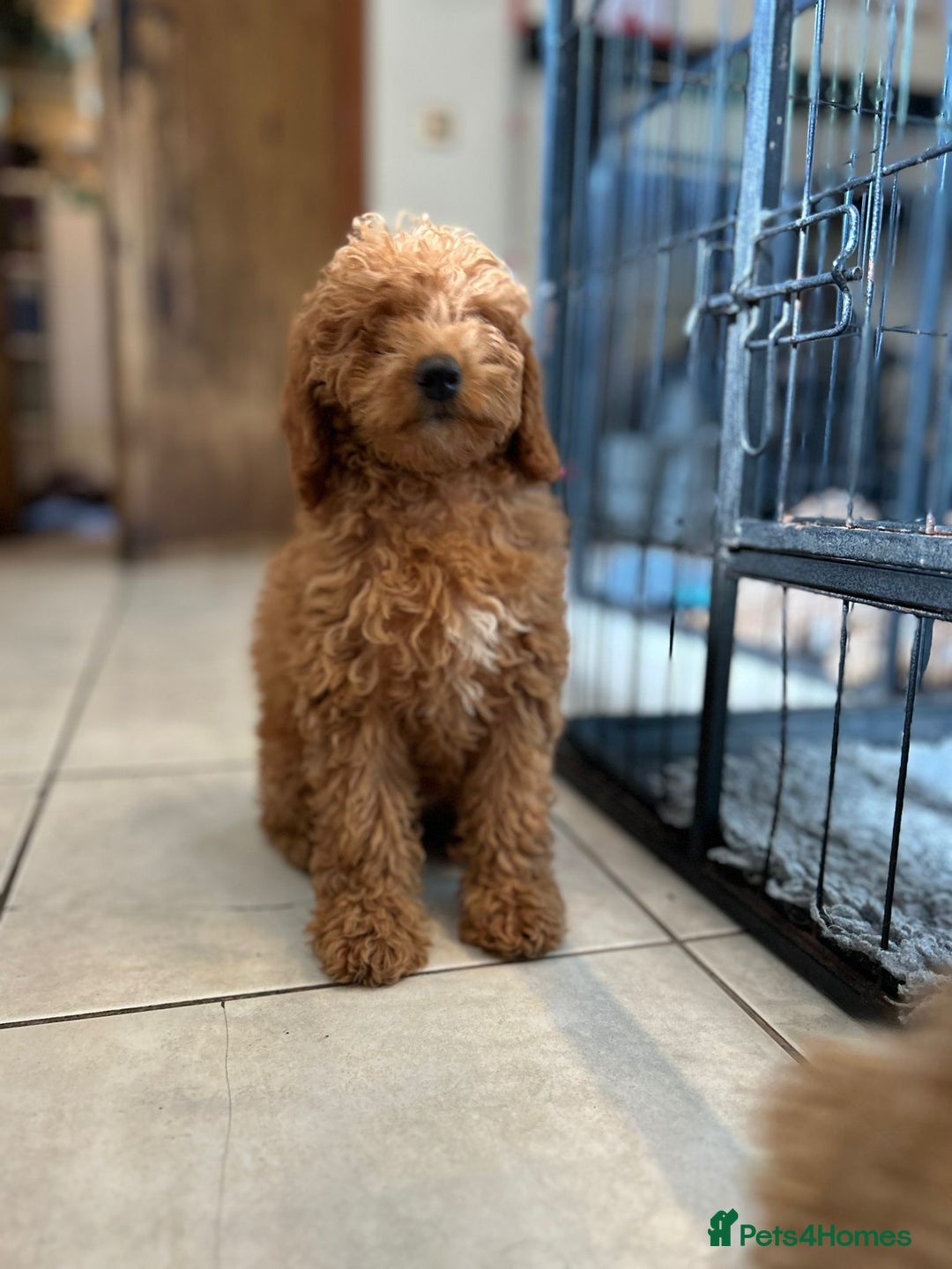 Australian Labradoodle dogs for sale: 5* Health tested Australian labradoodles  - Image 32