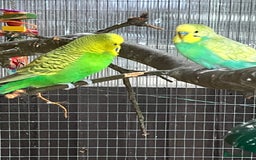 Budgerigars birds for sale: Budgies - Image 6