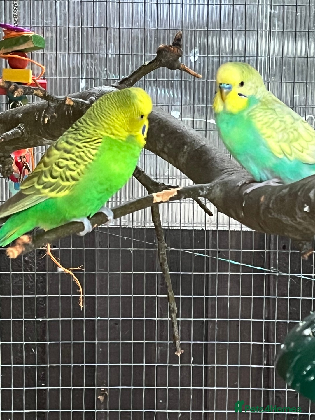 Budgerigars birds for sale: Budgies - Image 6