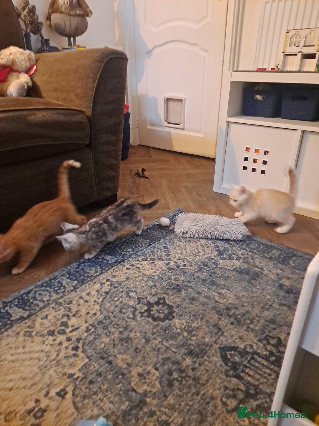 Bengal cats for sale: Beautiful bengal x persian kittens - Advert 10