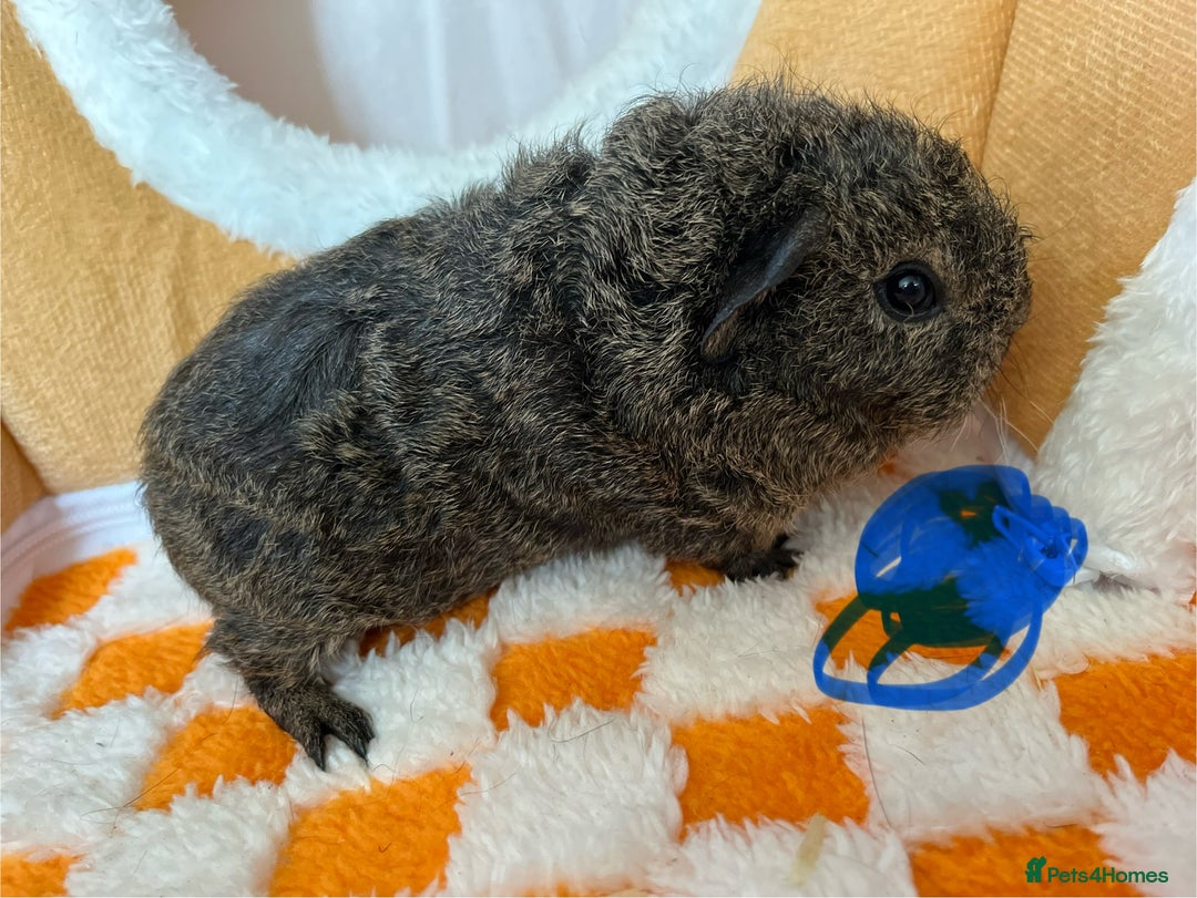 Guinea Pig rodents for sale: Female & Male Baby Guinea Pigs - Advert 8