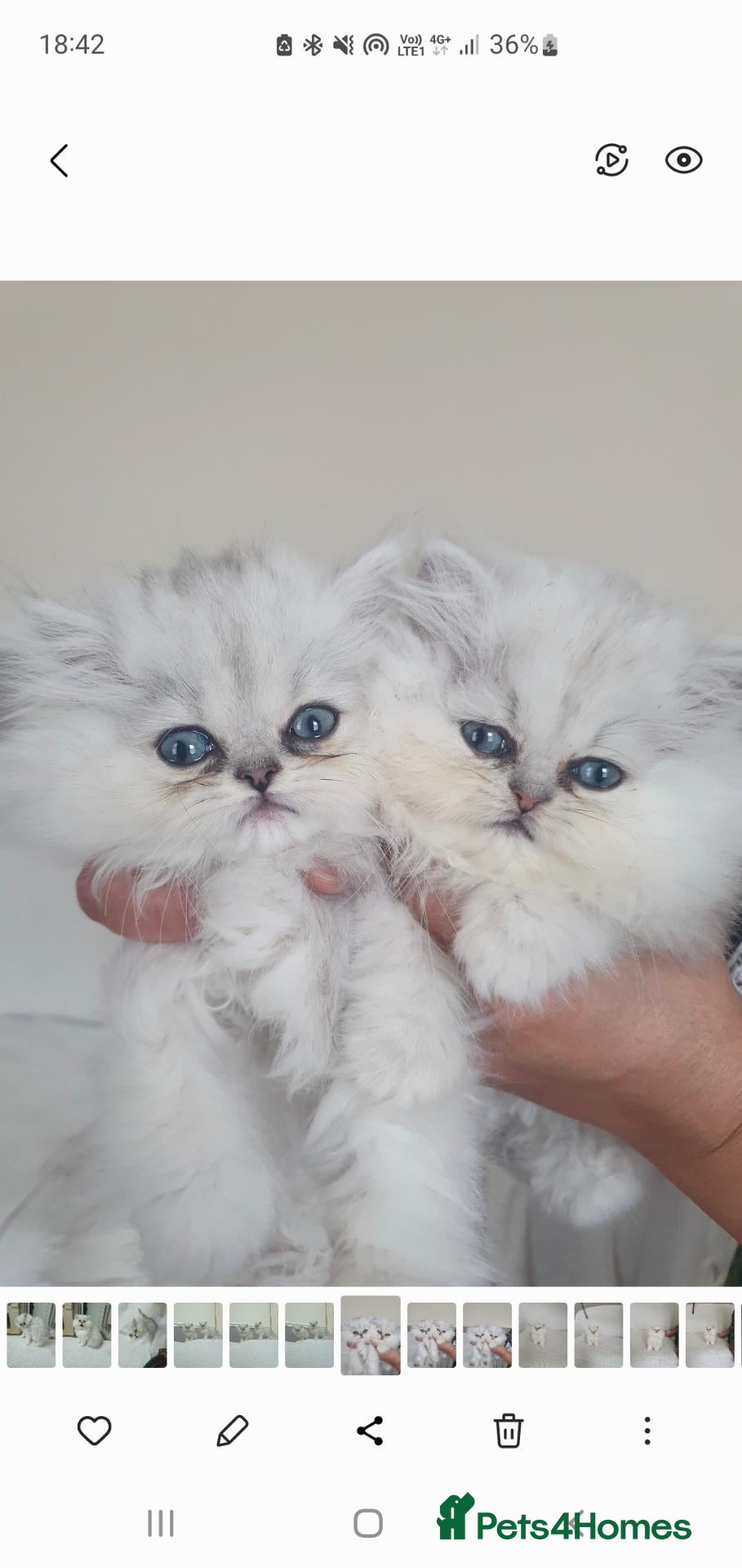 Persian cats Playful chunky ready to go!  - Advert 2