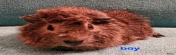 Guinea Pig rodents for sale: 1 boar & 1 sow baby pigs - Advert 4