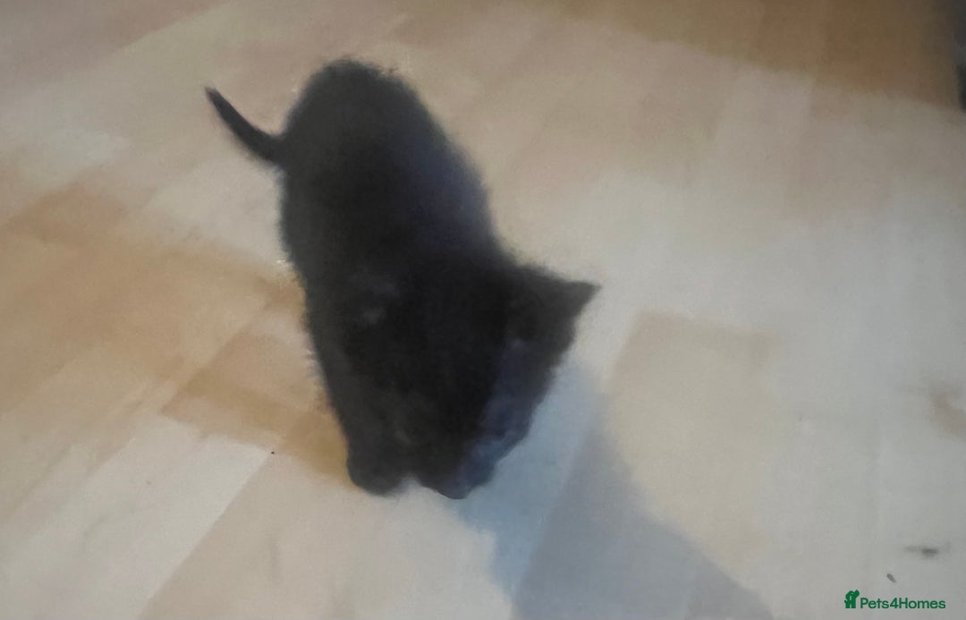 Mixed Breed cats for sale: Beautiful kittens  - Image 17