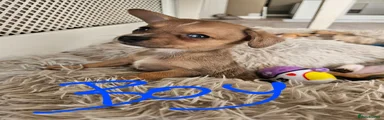 Chiweenie 1