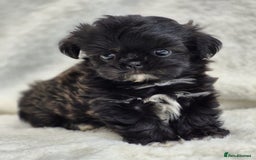 Shih Tzu dogs for sale: Gorgeous Small Imperial Shih tzu puppies READY - Image 32
