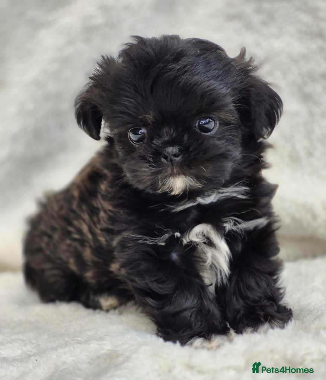 Shih Tzu dogs for sale: Gorgeous Small Imperial Shih tzu puppies READY - Image 32