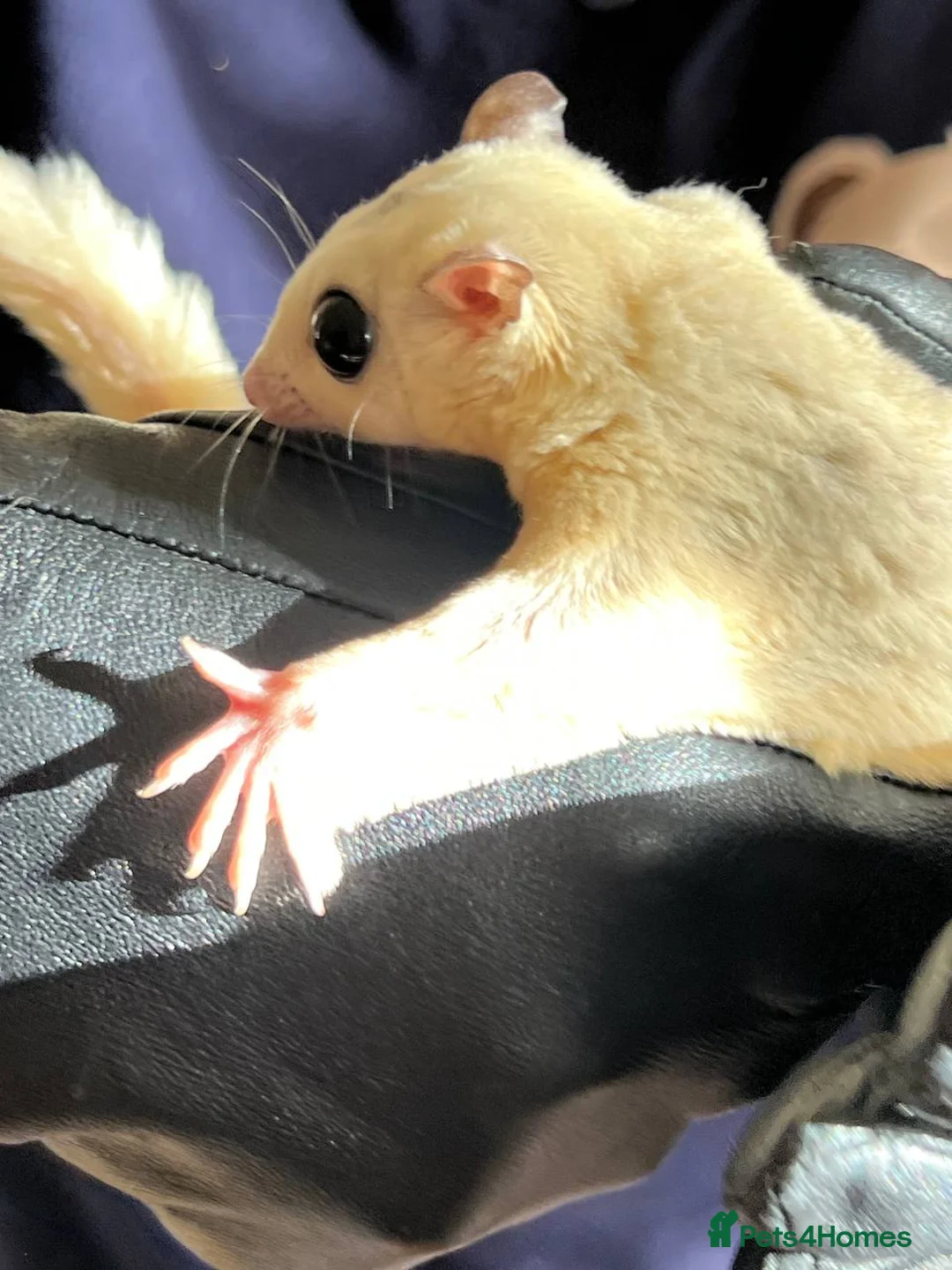 Sugar Glider rodents for sale: ✨ EXCEPTIONAL SUGAR GLIDER CLAN  - Advert 17