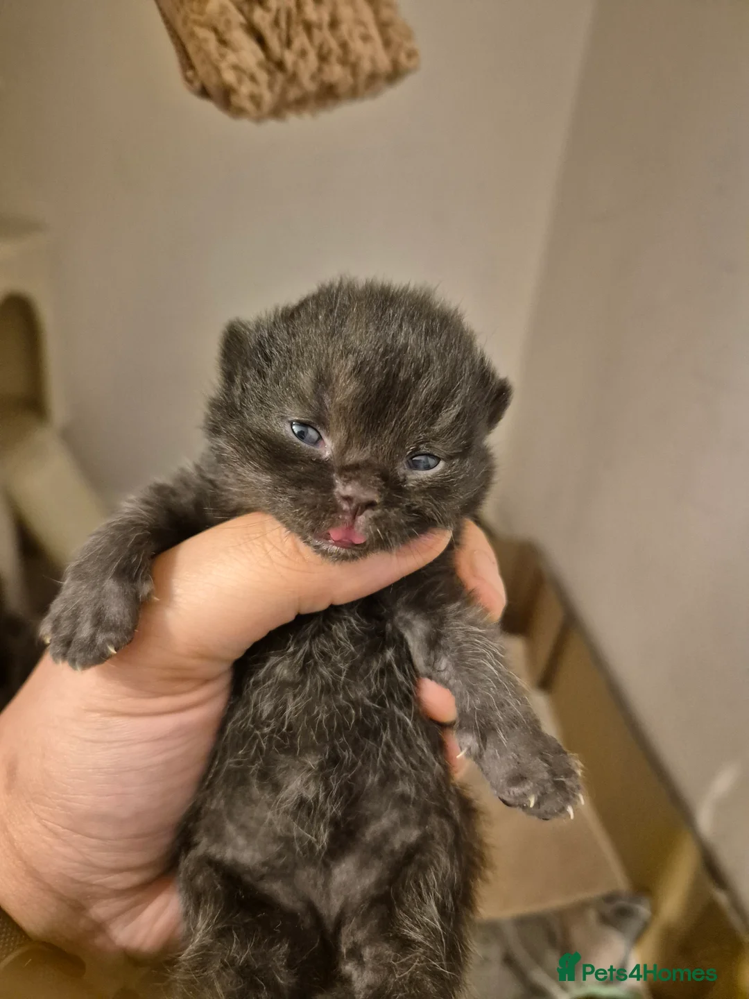 British Shorthair cats for sale: 2 GCCF female British short hair kittens  - Advert 8