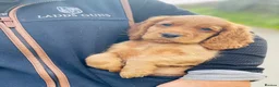 Cocker Spaniel dogs for sale: Dark Golden Cocker Spaniels  - Advert 6