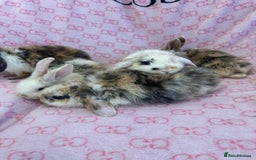 English Lop rabbits for sale: Beautiful rabbits for sale 07840003253  - Image 8