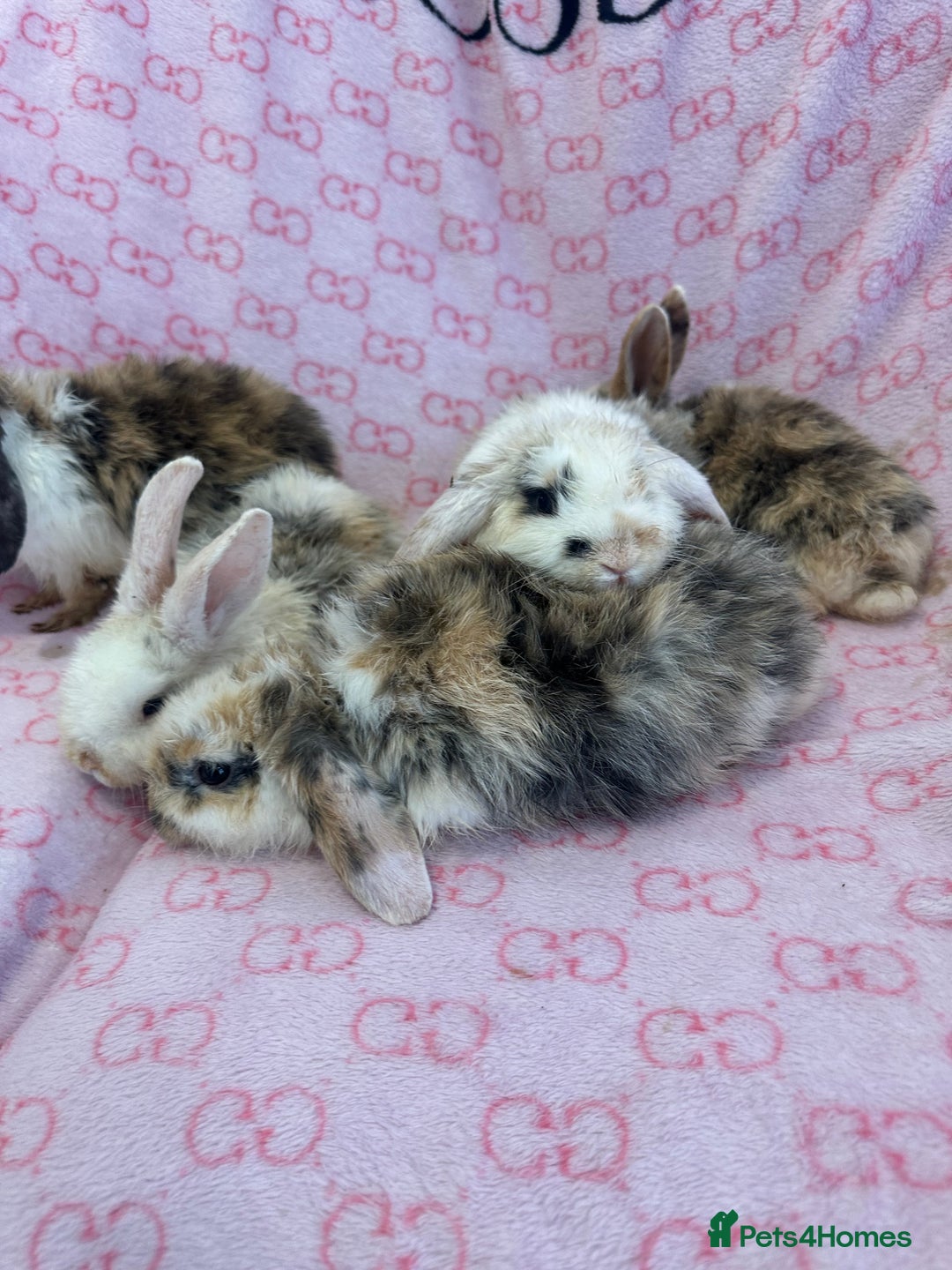 English Lop rabbits for sale: Beautiful rabbits for sale 07840003253  - Image 8