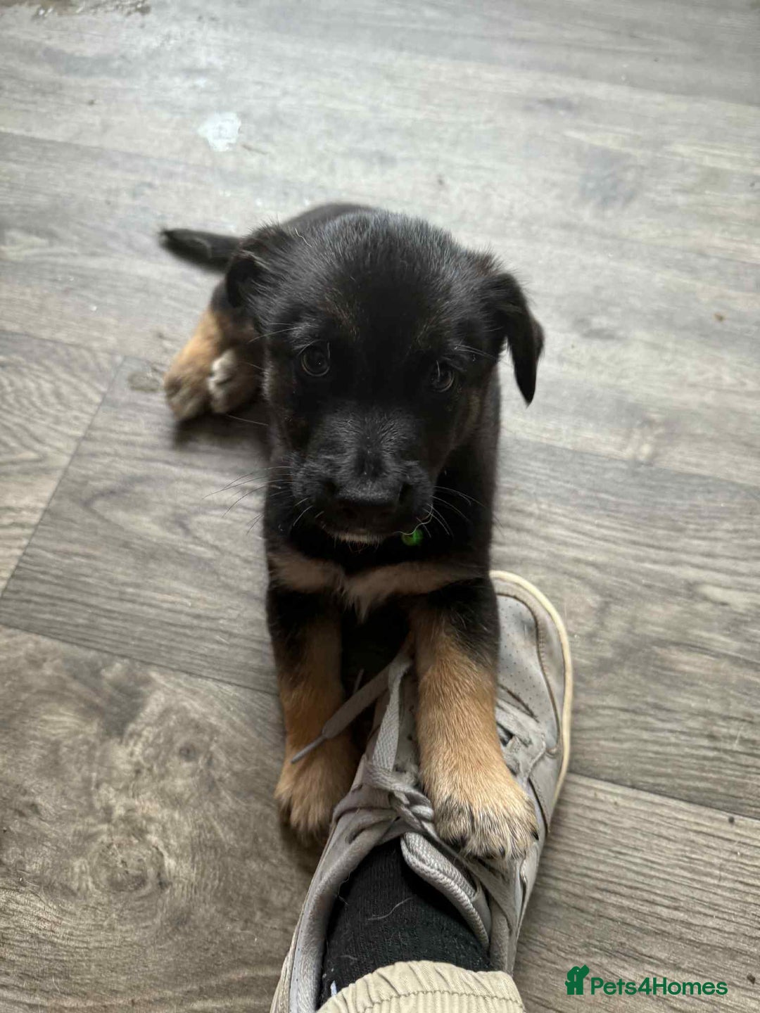 Mixed Breed dogs for sale: Ready for new loving homes now - Image 14