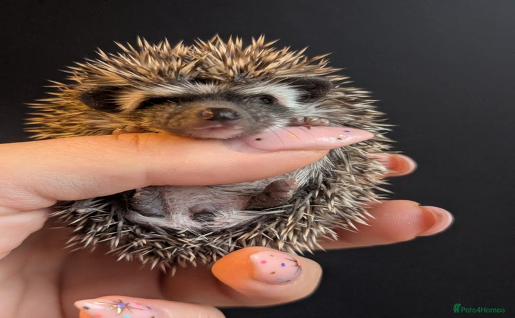 Pygmy Hedgehog rodents - Advert 10