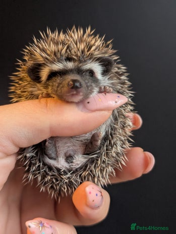 Pygmy Hedgehog rodents - Advert 10