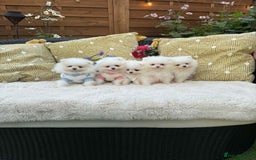Pomeranian dogs for sale: KC White Pomeranian polar bears 🐻‍❄️  - Image 5