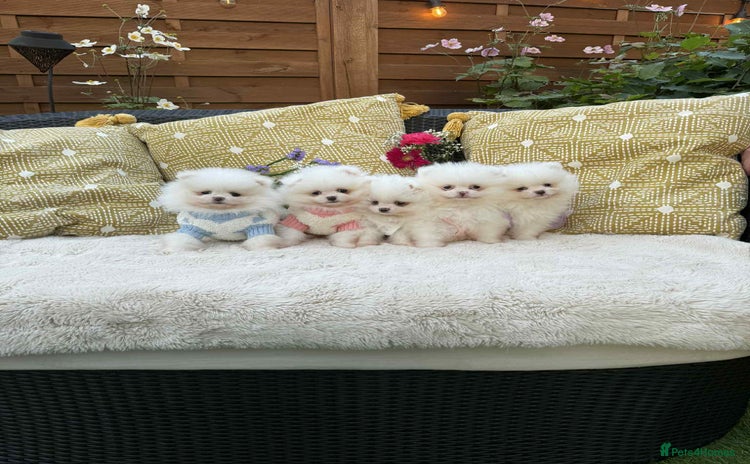 Pomeranian dogs - Advert 3