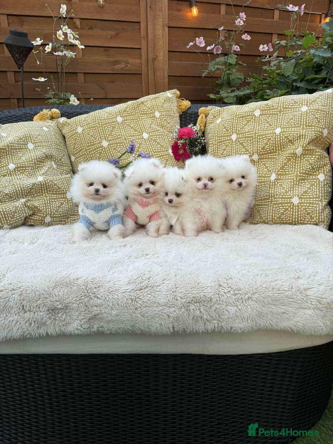 Pomeranian dogs for sale: KC White Pomeranian polar bears 🐻‍❄️  - Image 5