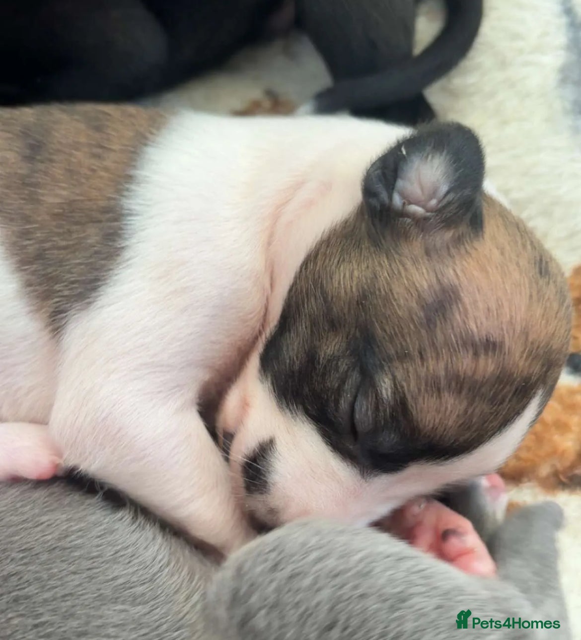 Whippet dogs KC registered stunning selection whippet pups - Advert 3