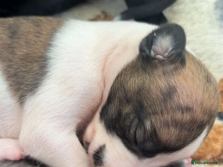 Whippet dogs KC registered stunning selection whippet pups - Advert 3